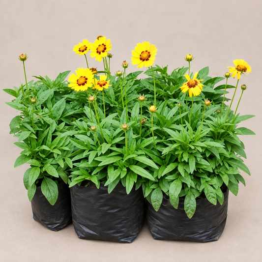 Tickseed