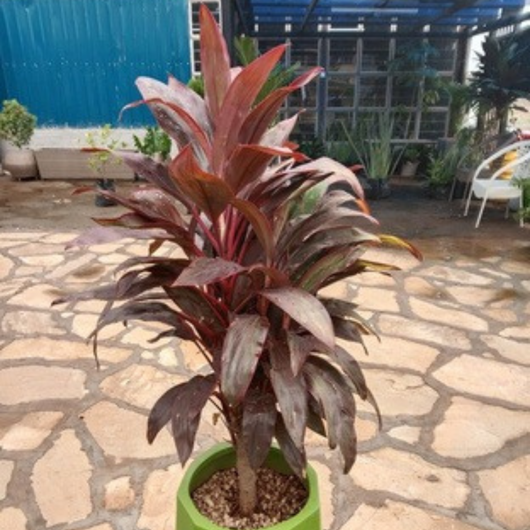 Ti Plant / Red Cordyline