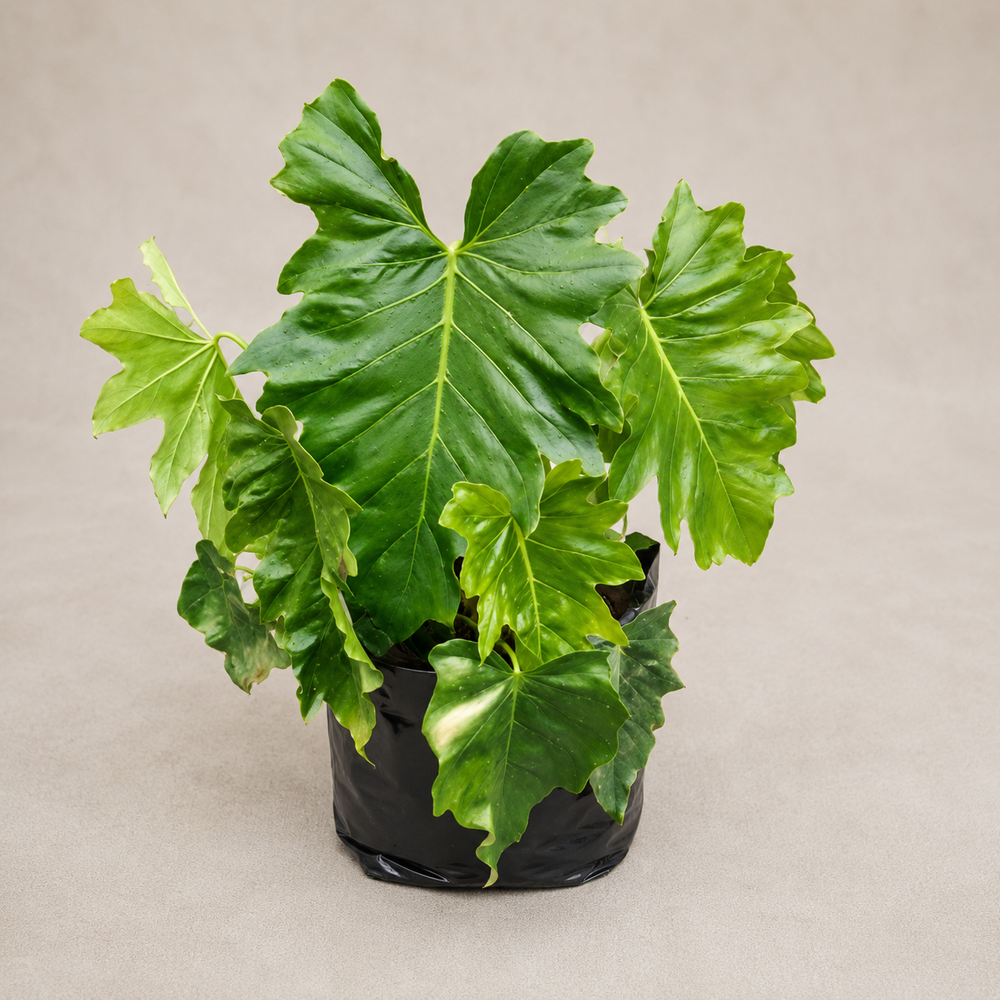 Tree Philodendron