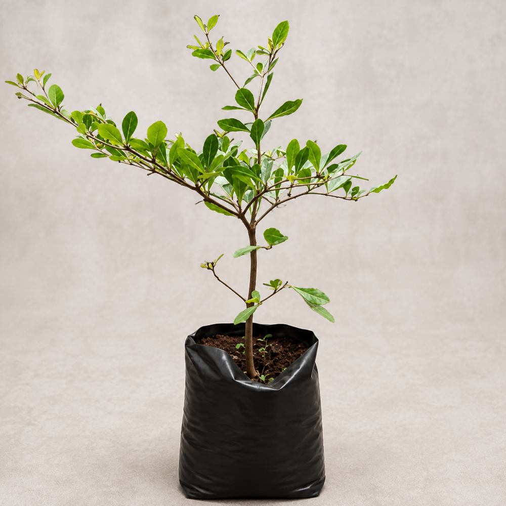 Umbrella Tree