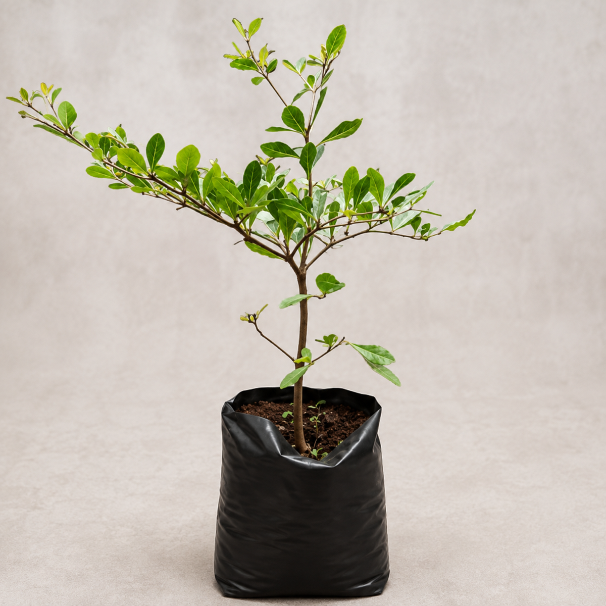 Umbrella Tree