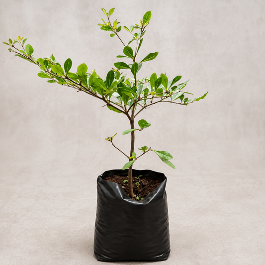 Umbrella Tree