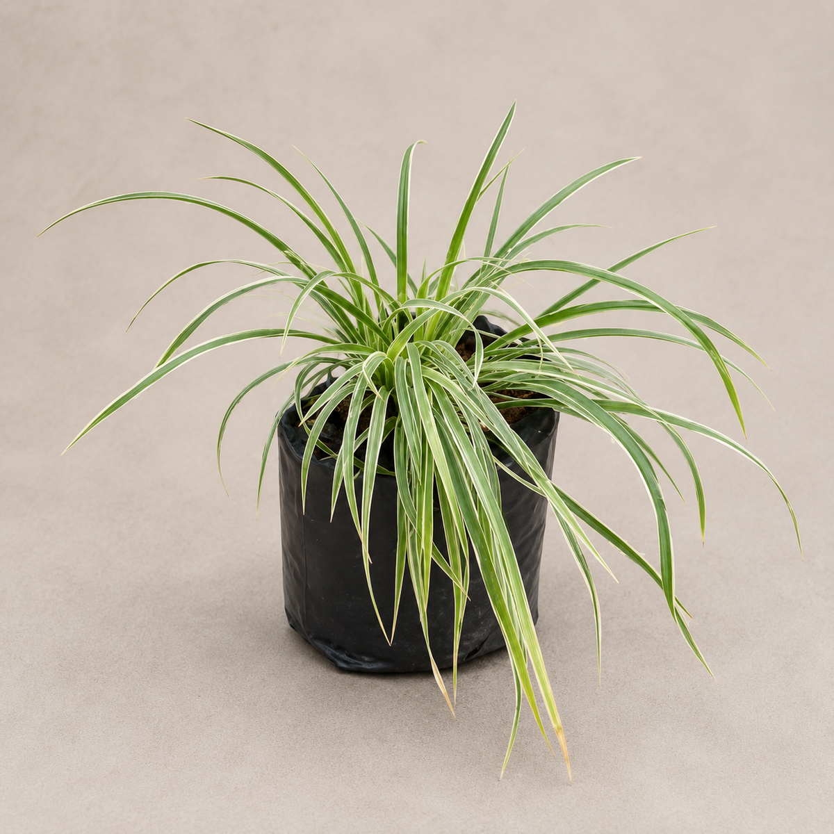 Variegated Liriope