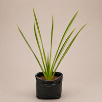 A potted ornamental grass plant with long, narrow green leaves, shown in a black plastic nursery bag against a plain beige background.