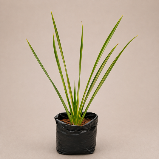 A potted ornamental grass plant with long, narrow green leaves, shown in a black plastic nursery bag against a plain beige background.