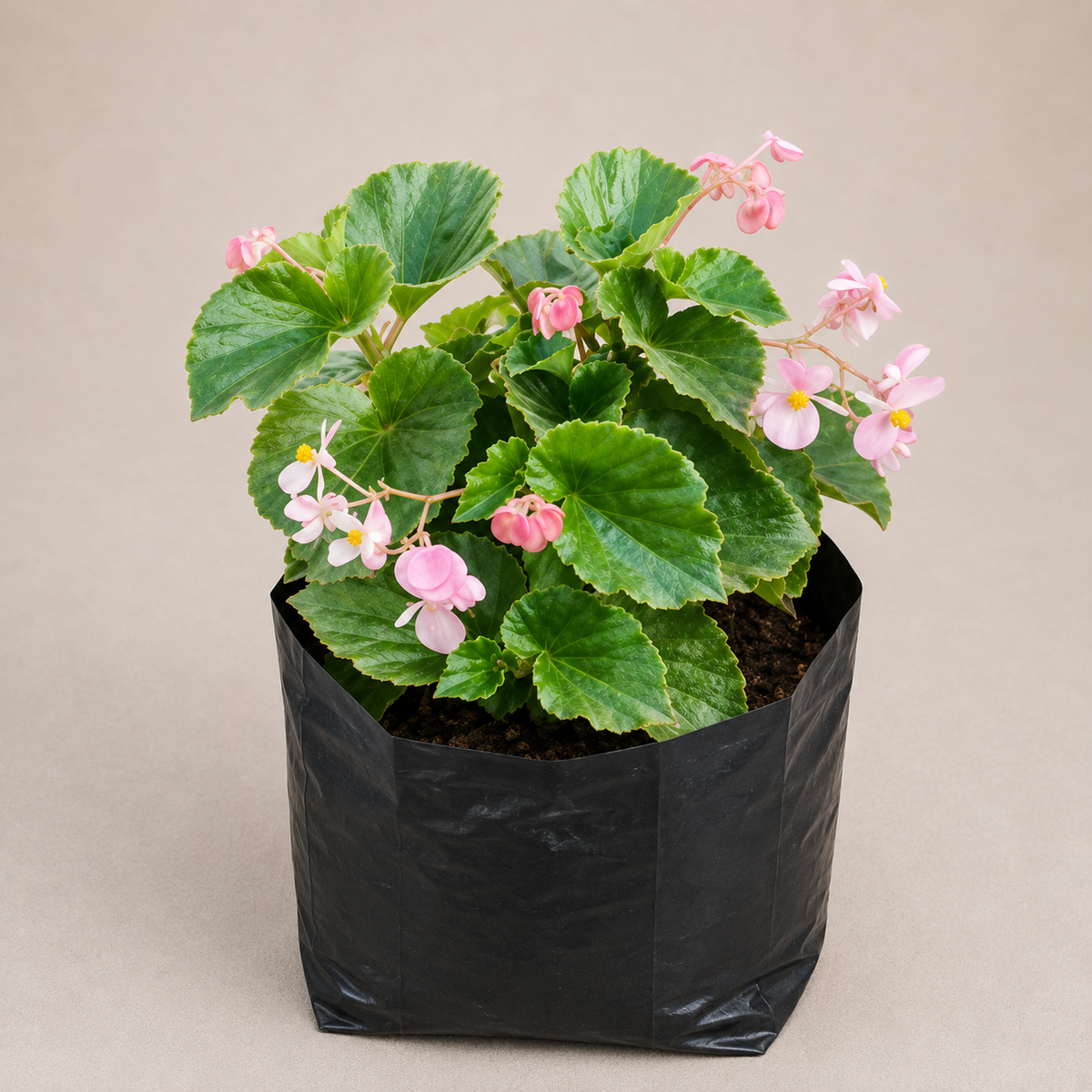 Wax Begonia