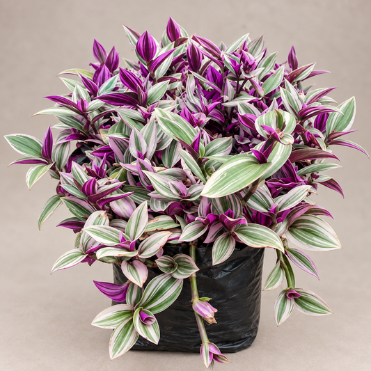 Wandering Jew
