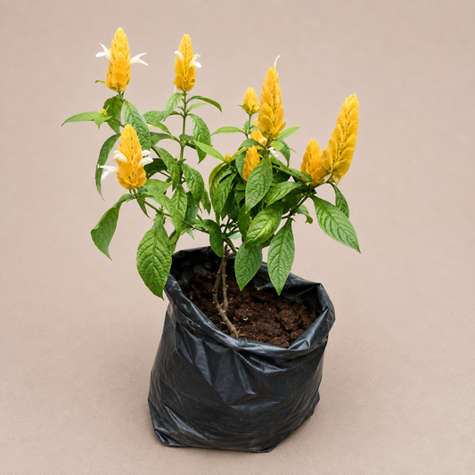 Yellow Shrimp Plant