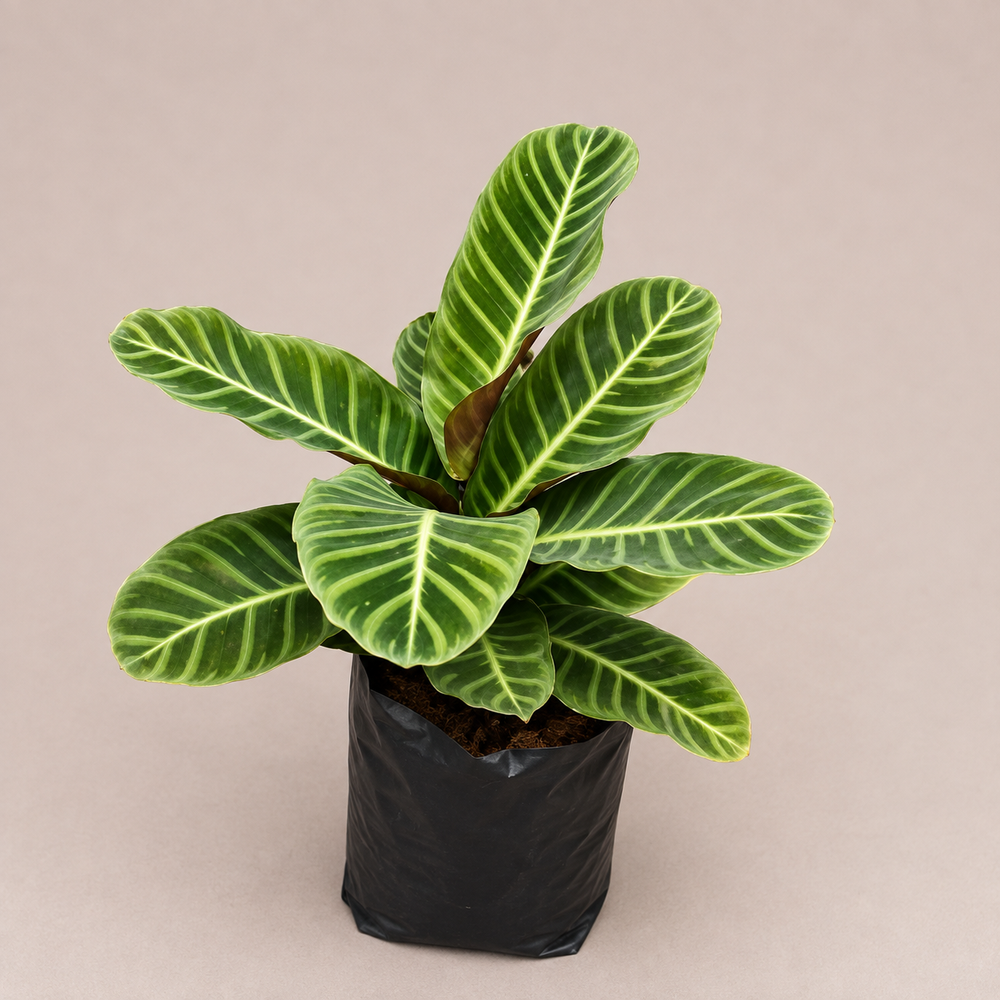Zebra Plant